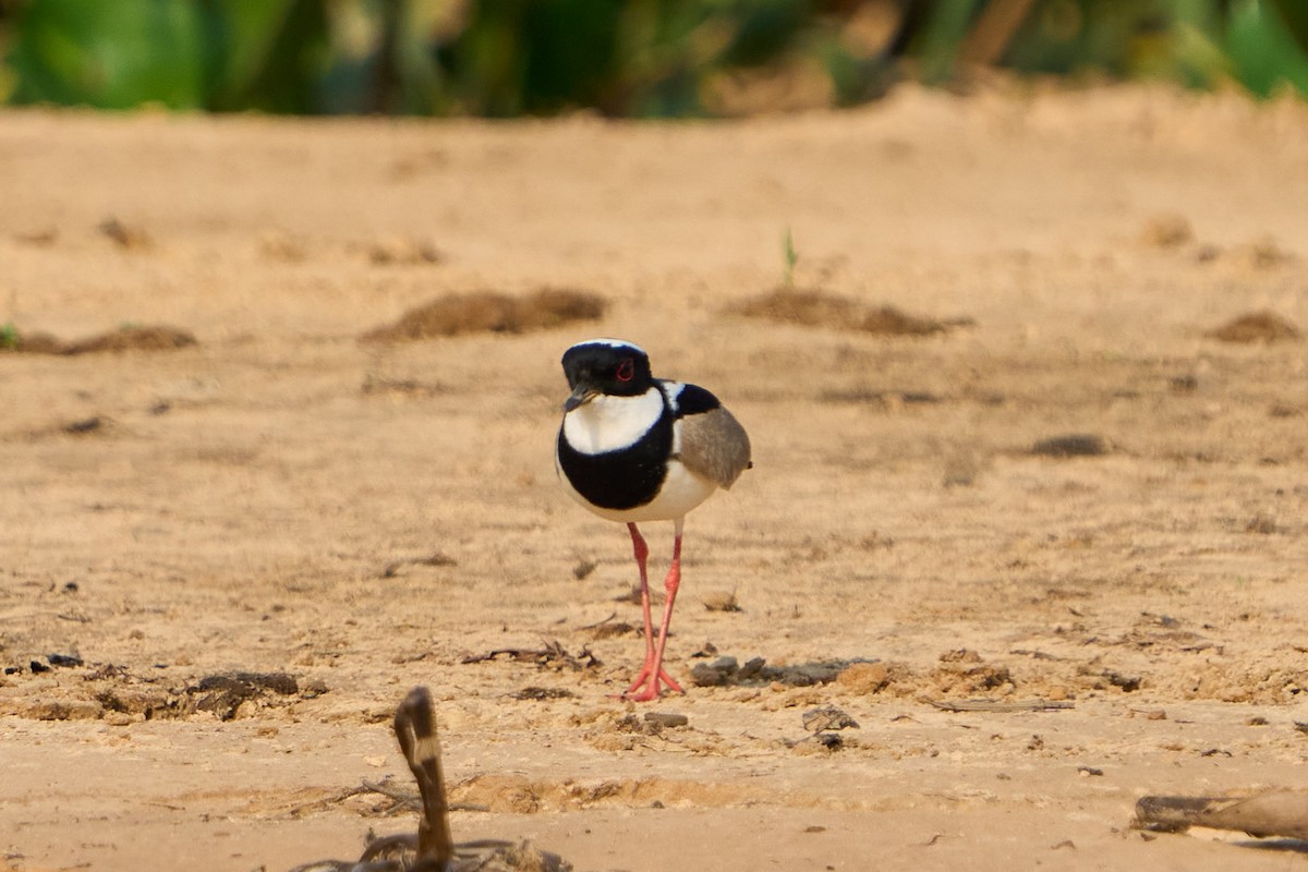 Pied Plover - ML623865469