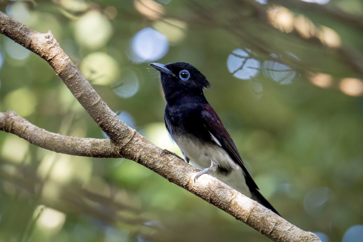 Black Paradise-Flycatcher - ML623865483