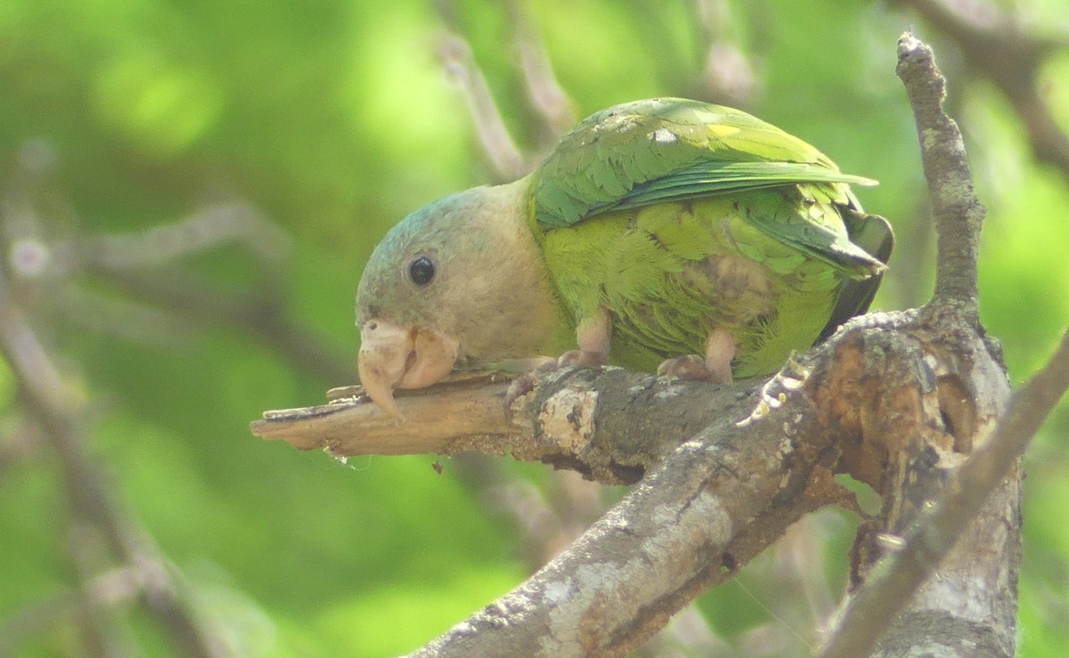 Gray-cheeked Parakeet - ML623865486