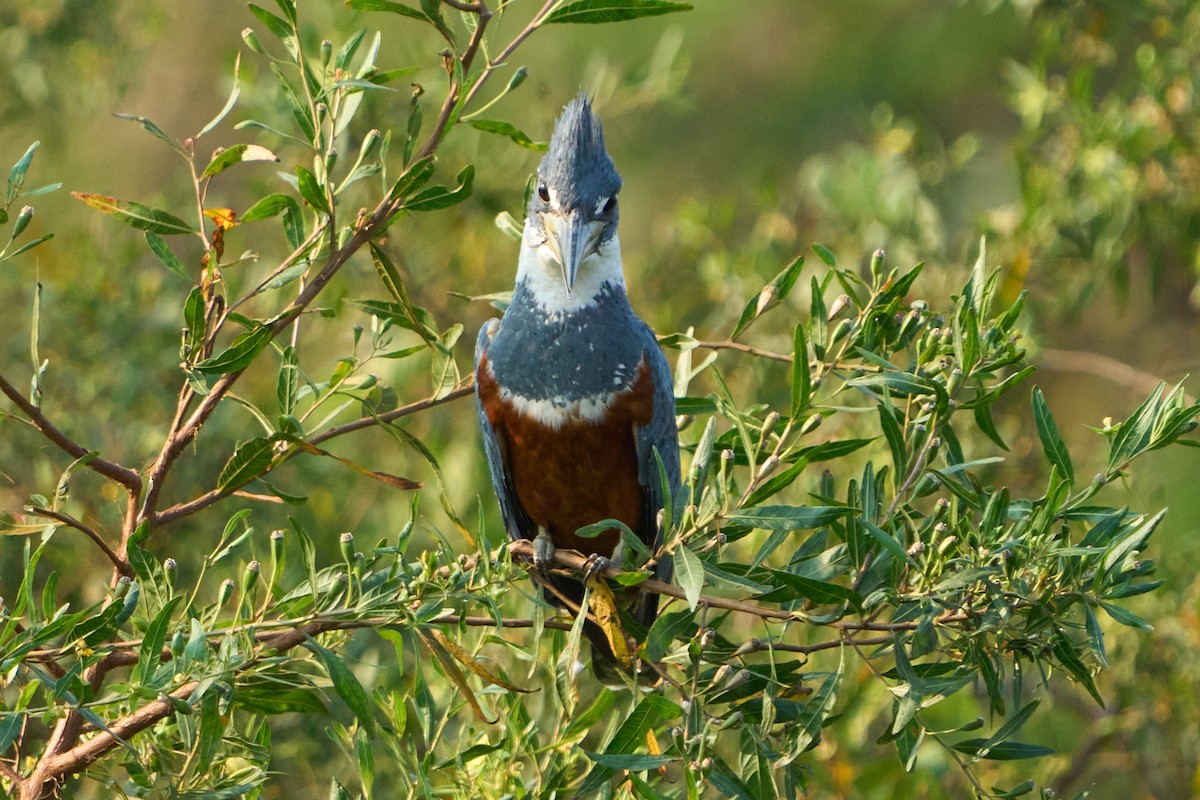 Ringed Kingfisher (Northern) - ML623865490