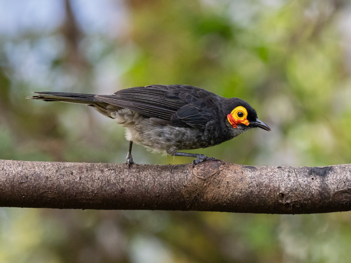 Smoky Honeyeater - ML623865494