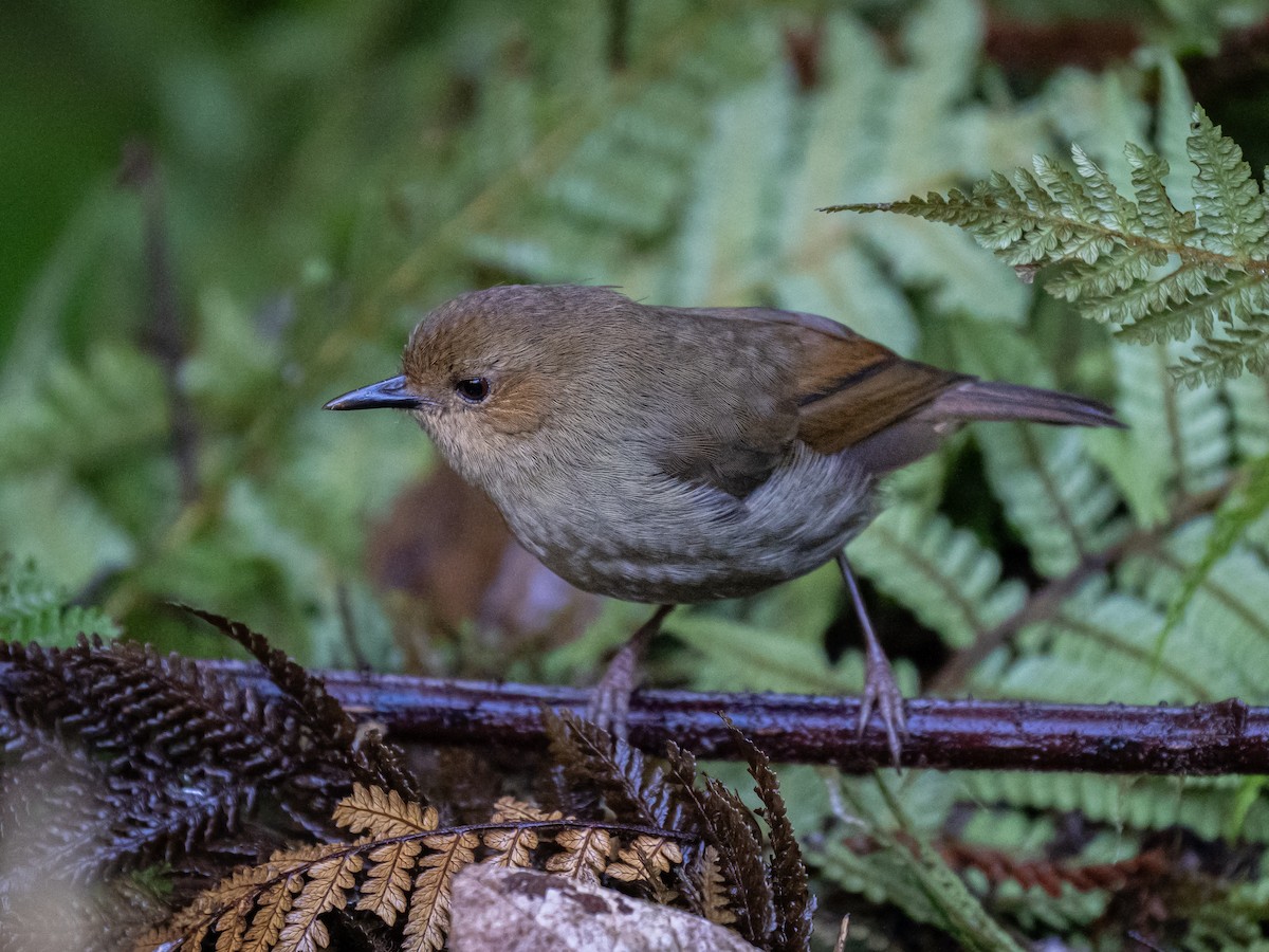 Large Scrubwren - ML623865503