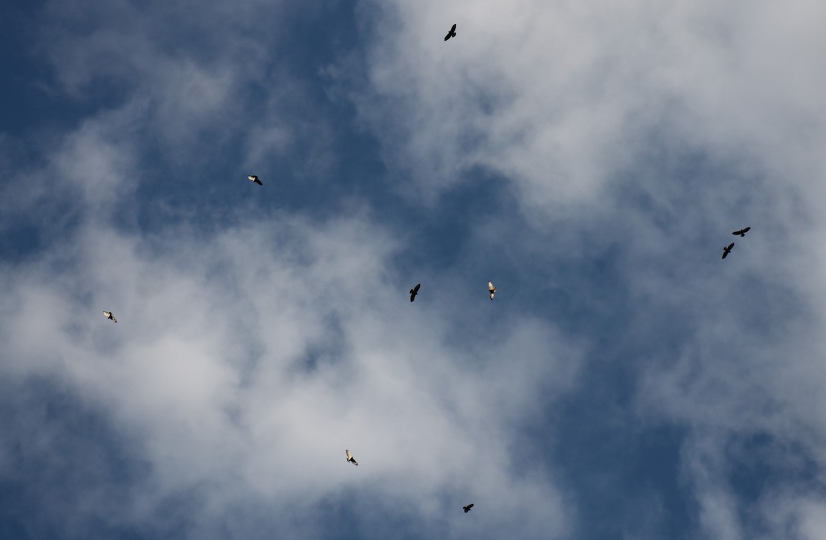 Broad-winged Hawk - ML623865508