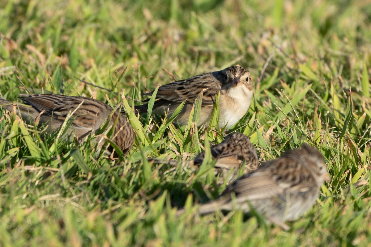 Clay-colored Sparrow - ML623865510