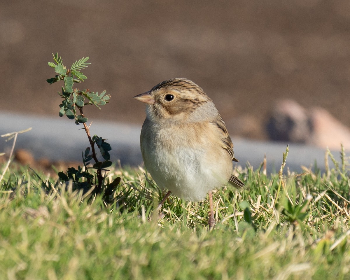 Clay-colored Sparrow - ML623865511