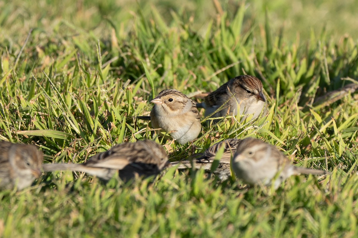 Clay-colored Sparrow - ML623865512