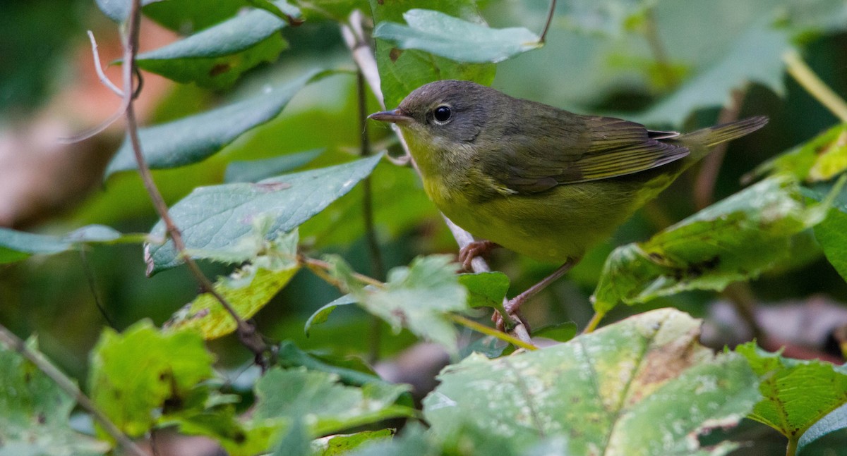 Mourning Warbler - ML623865515