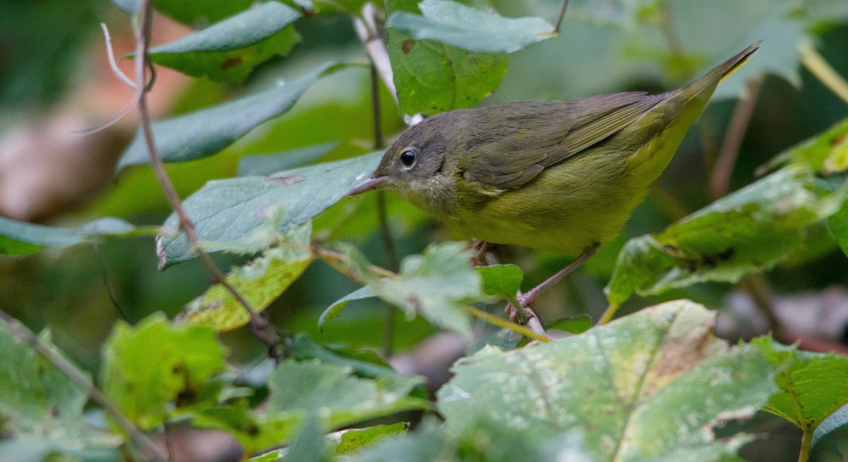 Mourning Warbler - ML623865516