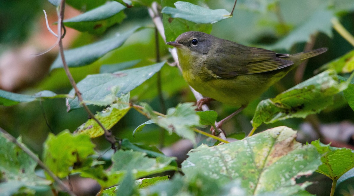 Mourning Warbler - ML623865517