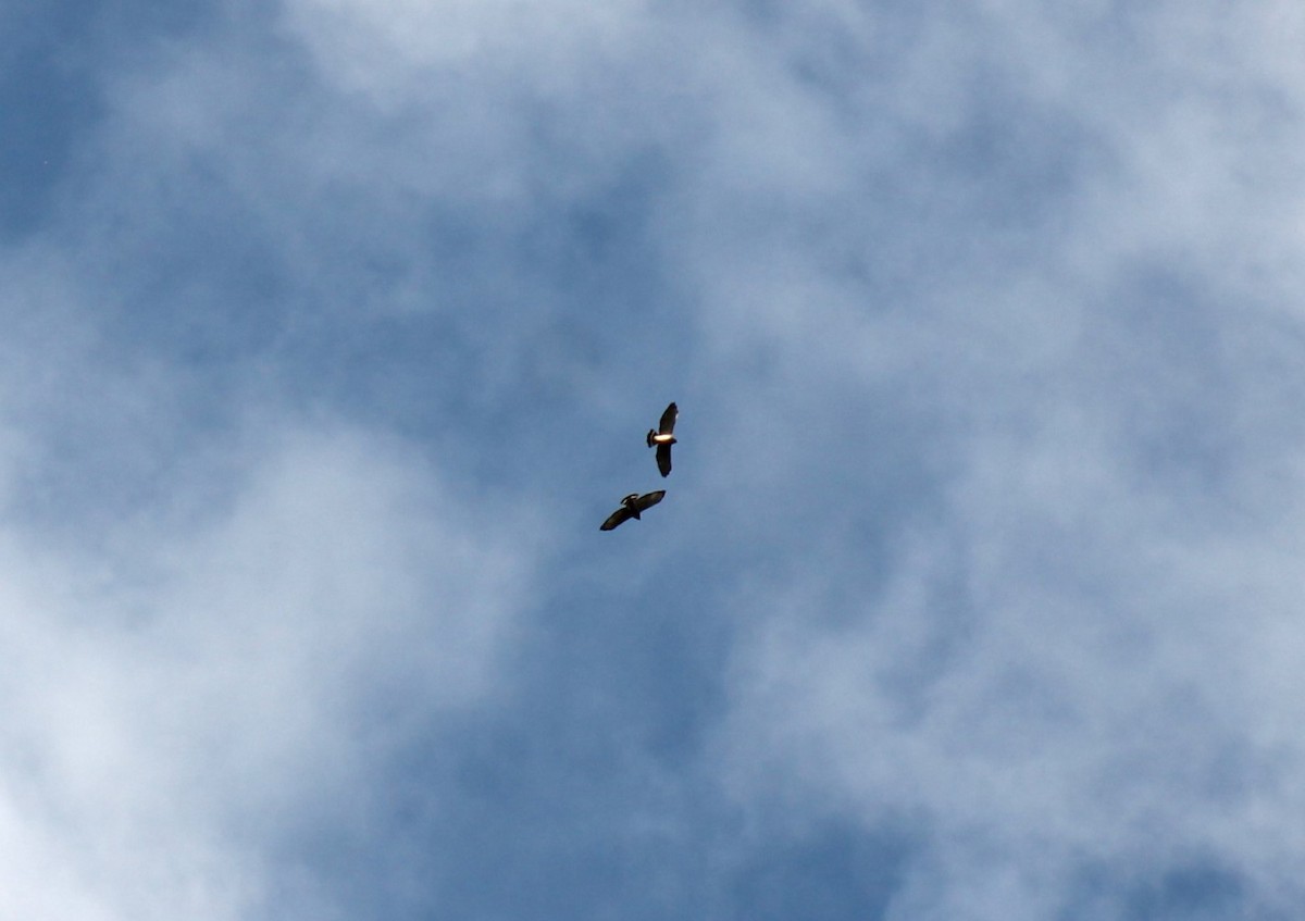 Broad-winged Hawk - ML623865518