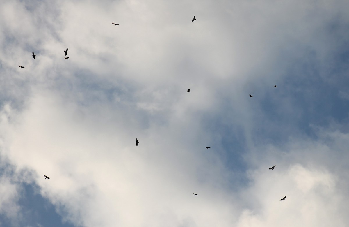 Broad-winged Hawk - ML623865523