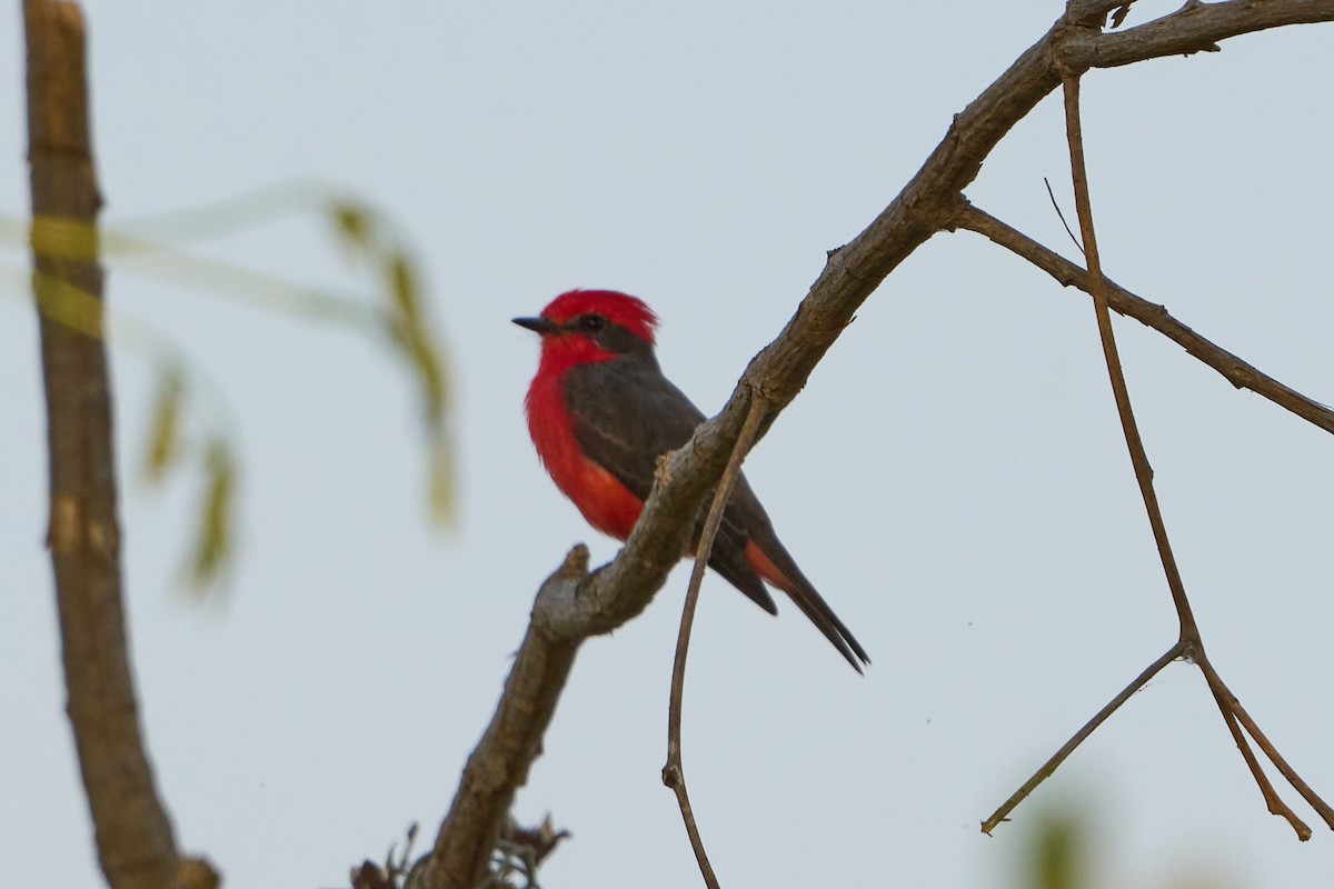 Vermilion Flycatcher (Austral) - ML623865528