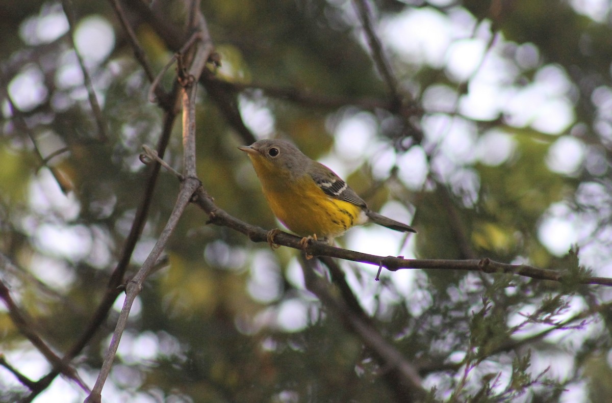 Magnolia Warbler - ML623865530