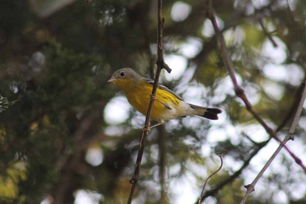 Magnolia Warbler - ML623865531