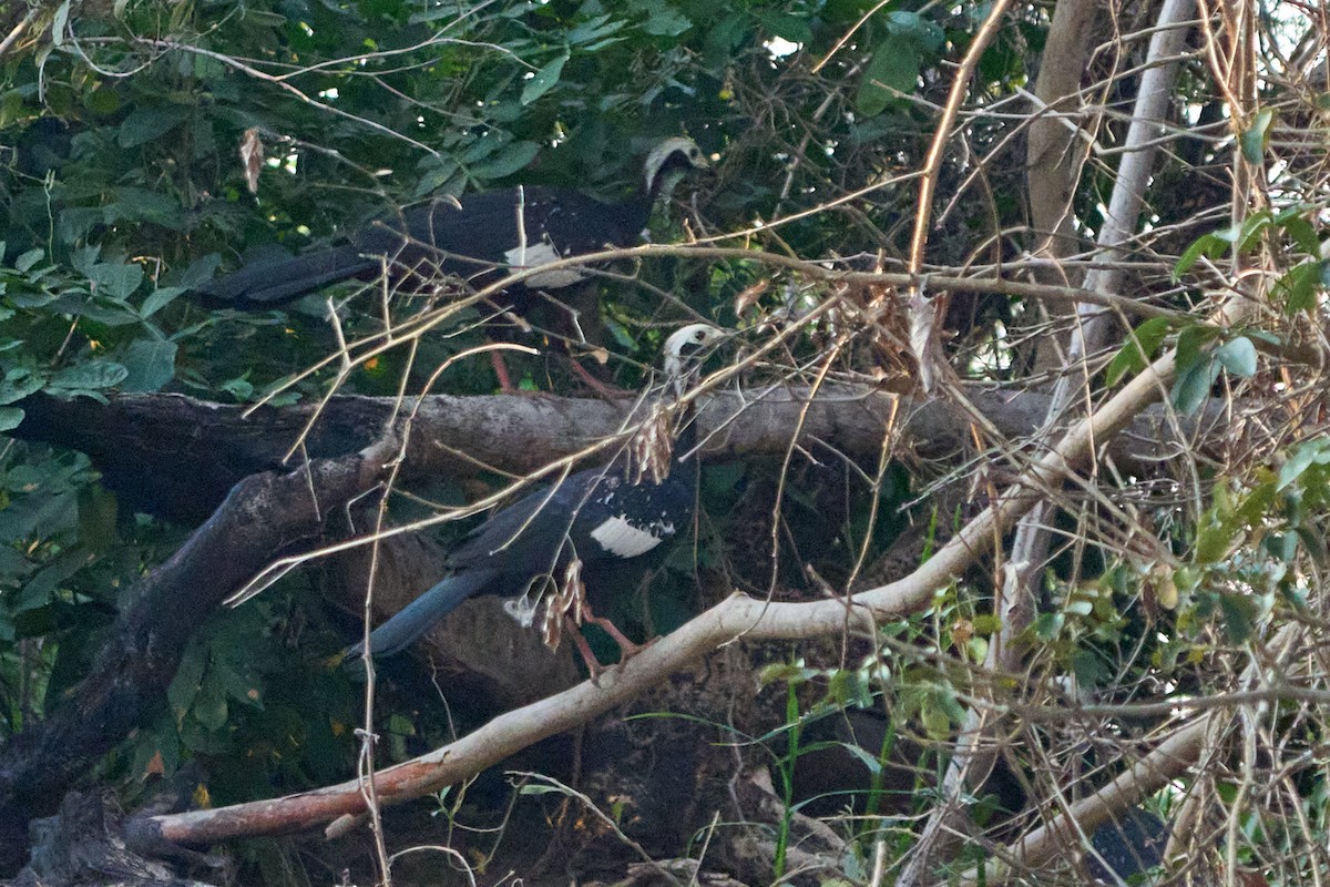 White-throated Piping-Guan - ML623865535