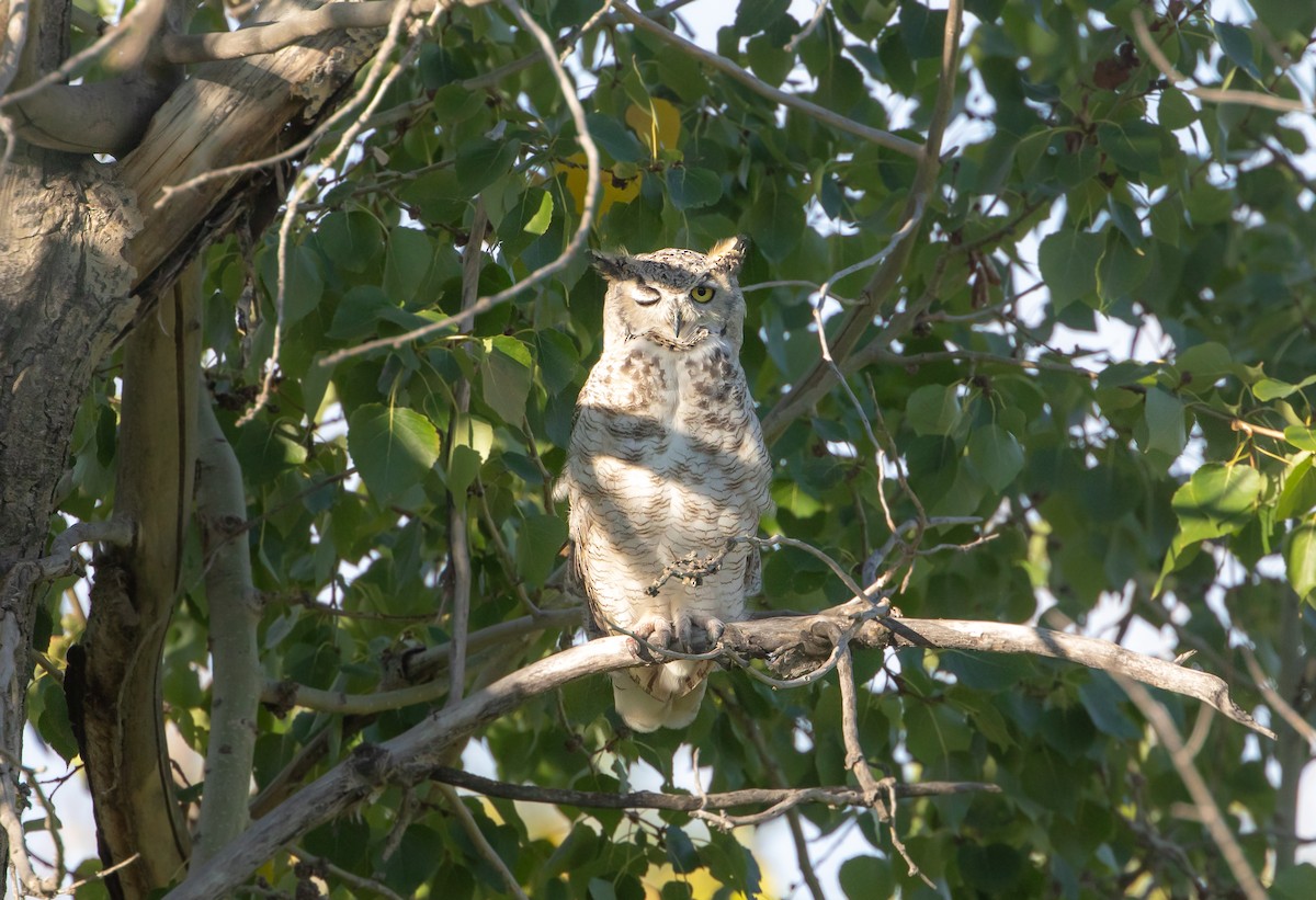 Great Horned Owl - ML623865576