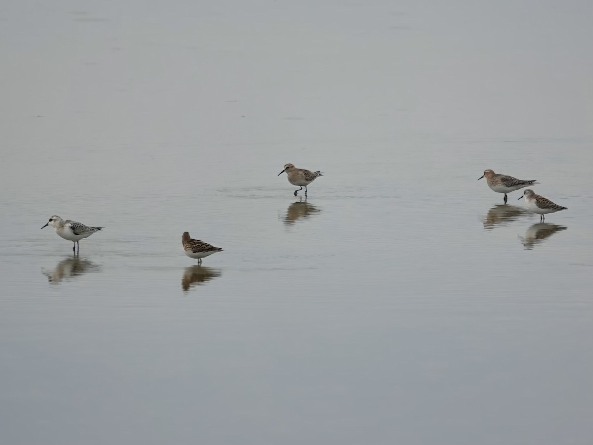 Least Sandpiper - ML623865582