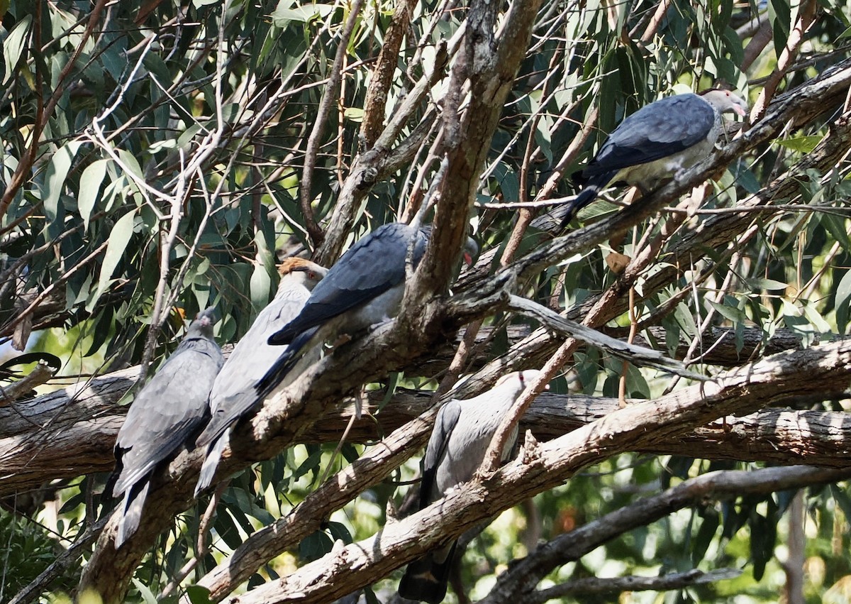 Topknot Pigeon - ML623865584