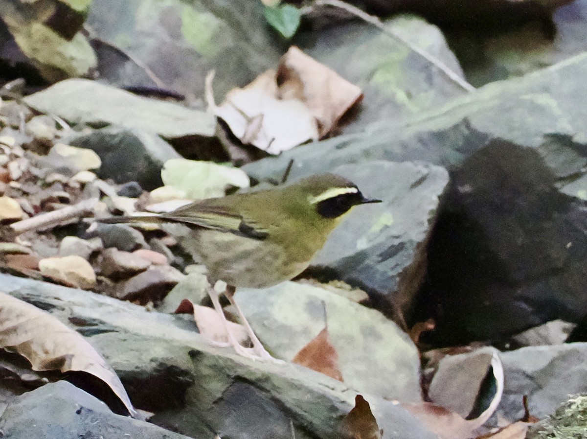 Yellow-throated Scrubwren - ML623865599