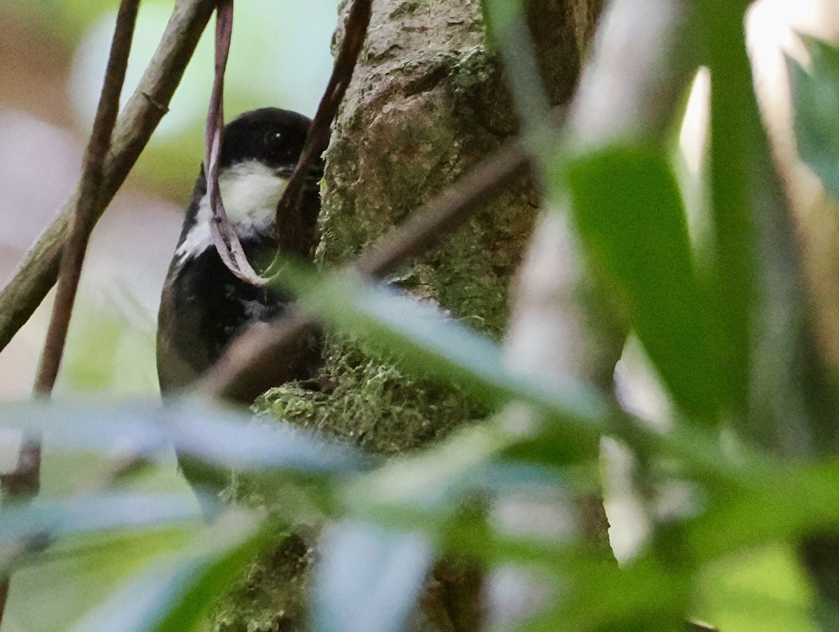 Eastern Whipbird - ML623865607