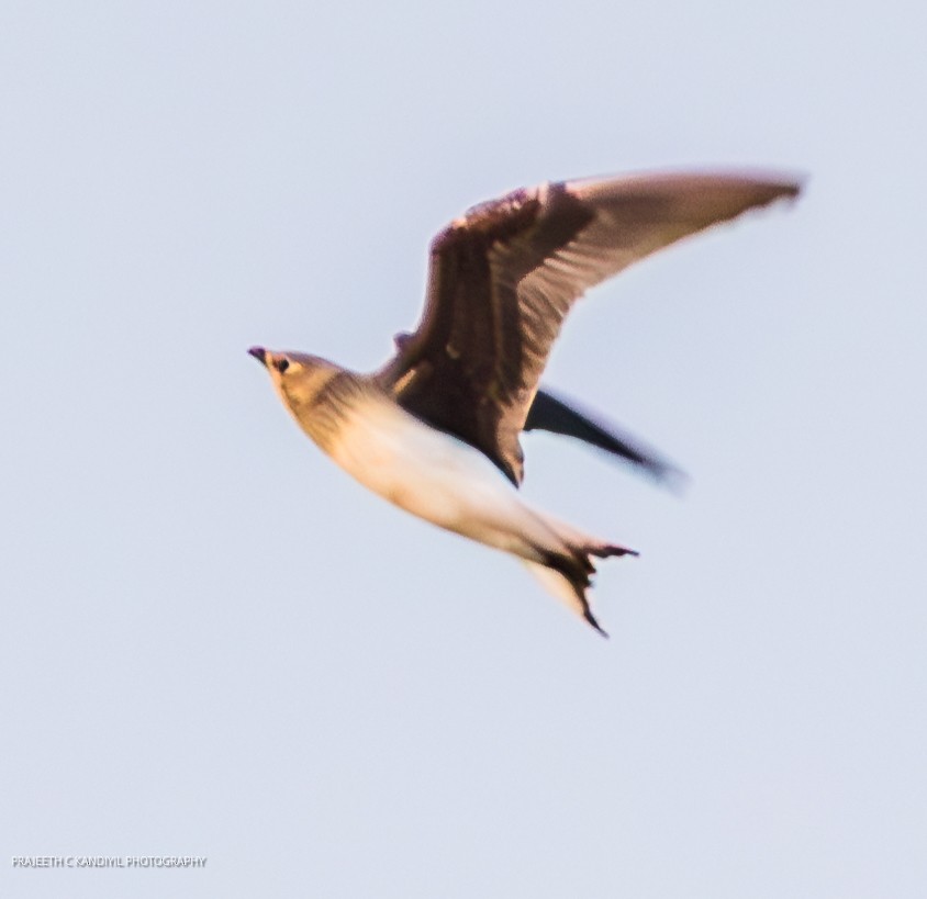 Black-winged Pratincole - ML623865653