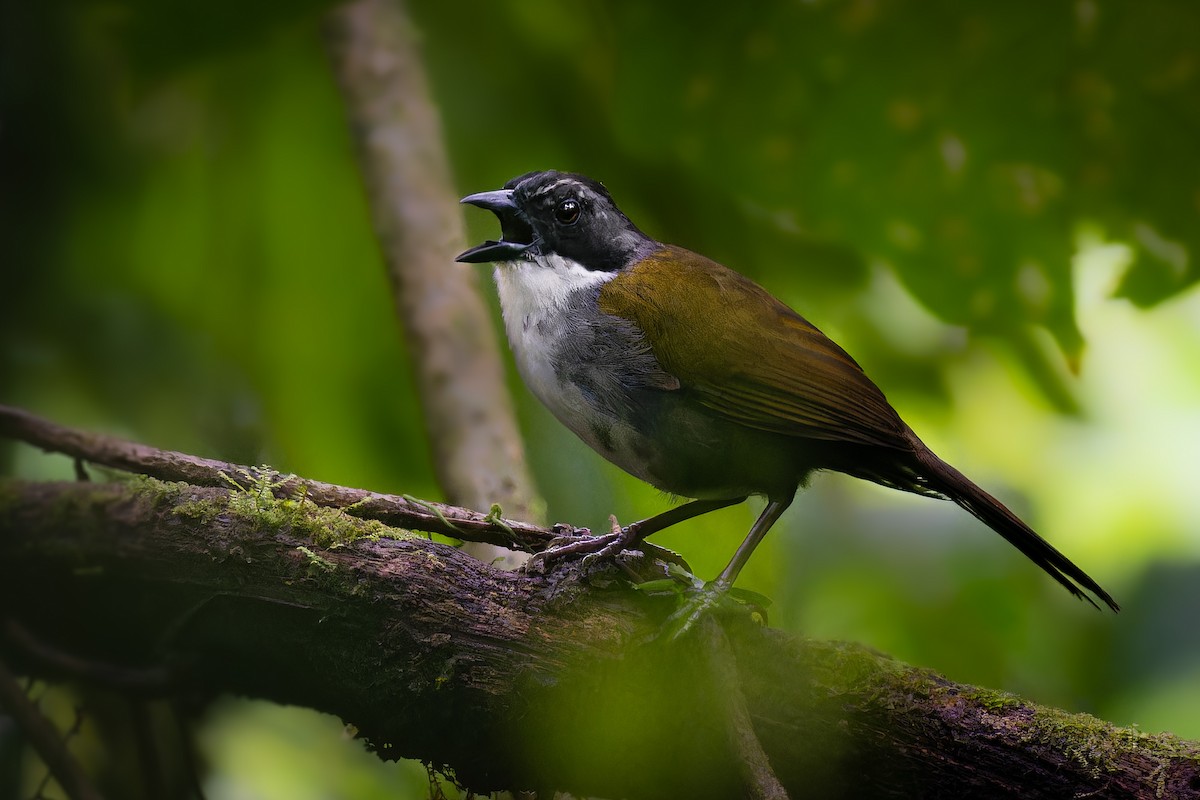 Costa Rican Brushfinch - ML623865659