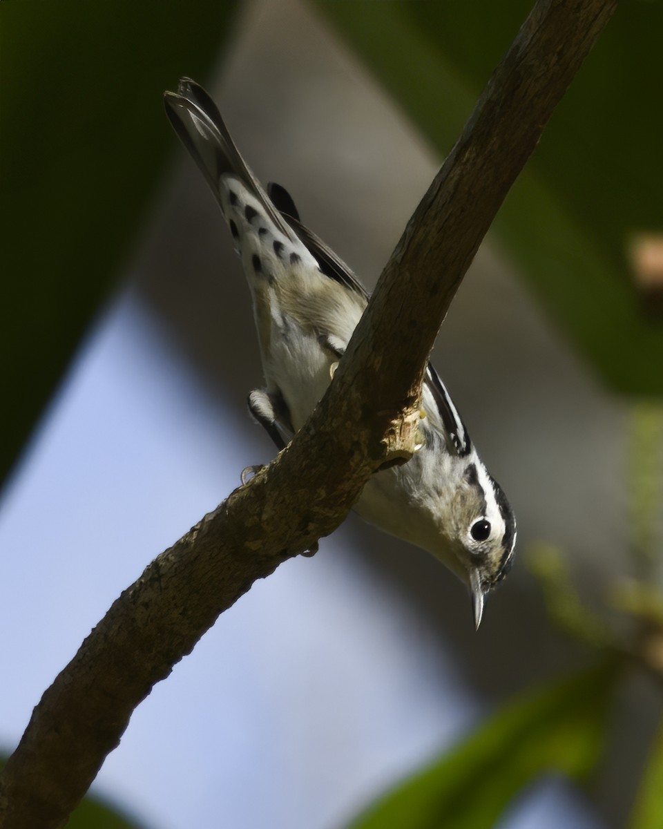 Black-and-white Warbler - ML623865674