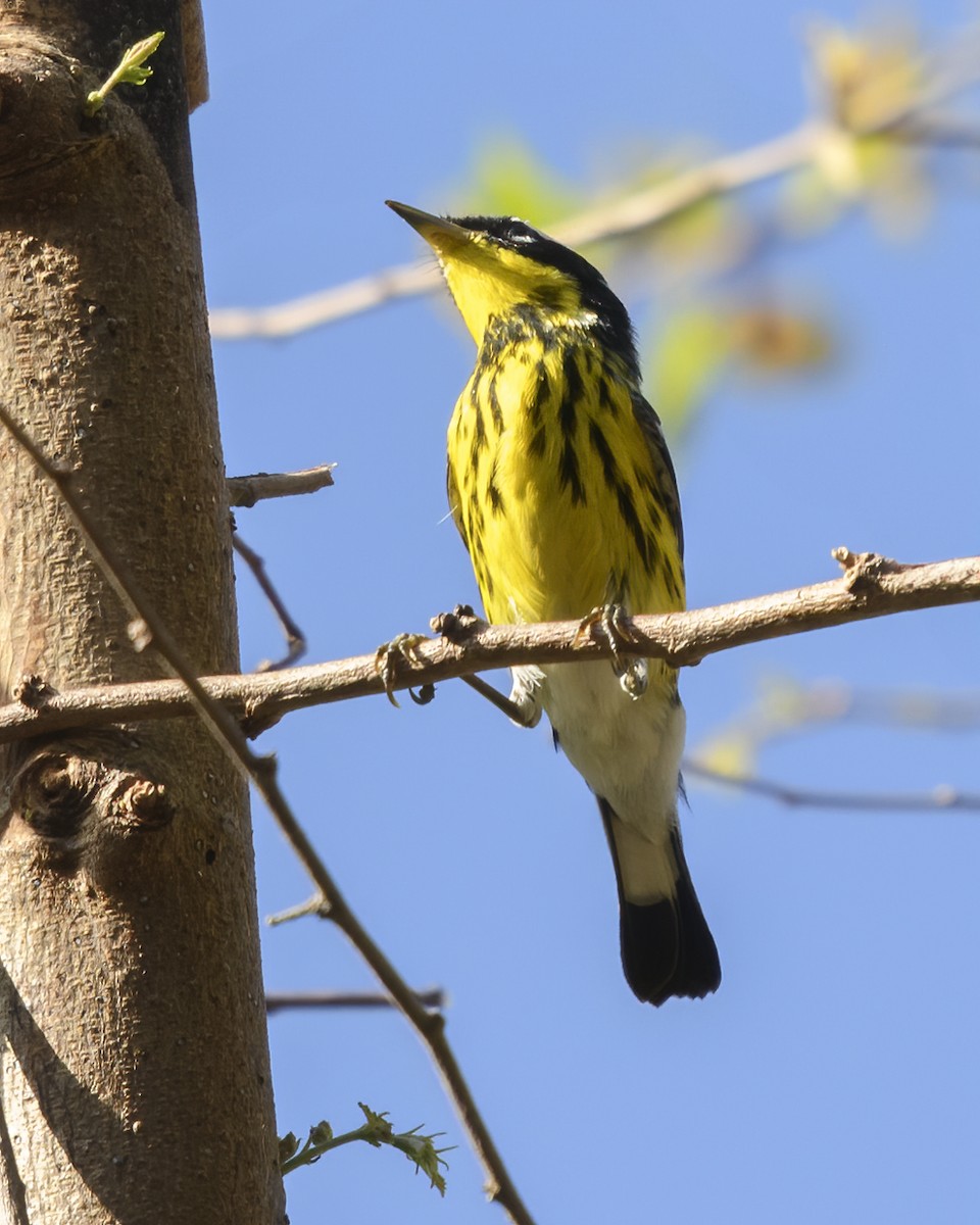 Magnolia Warbler - ML623865676