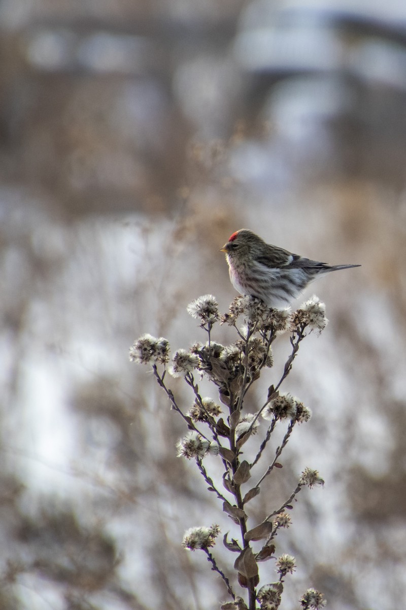 Common Redpoll - ML623865725