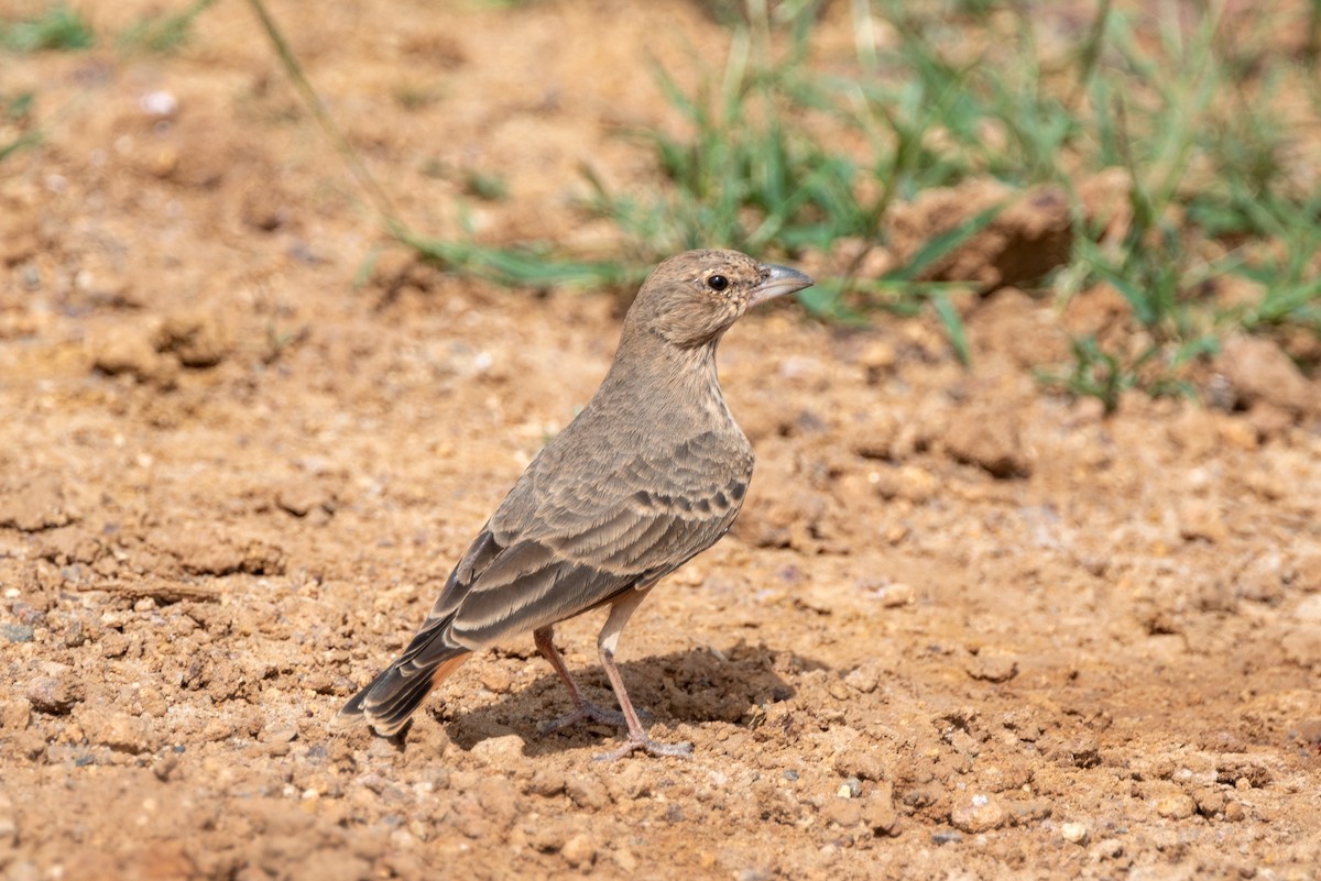 Rufous-tailed Lark - ML623865749