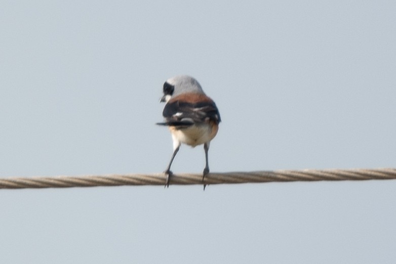 Bay-backed Shrike - ML623865754