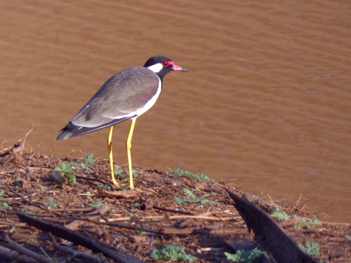 Red-wattled Lapwing - Santharam V