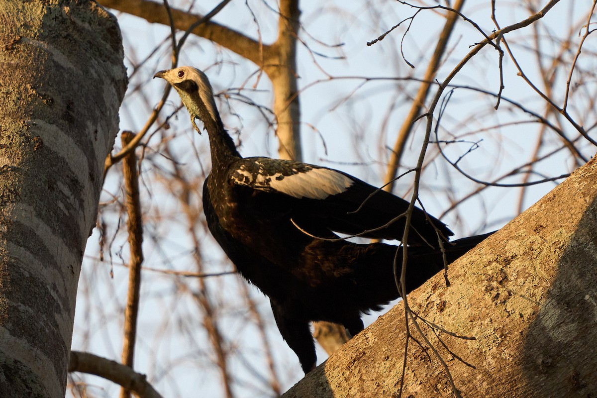 White-throated Piping-Guan - ML623865774