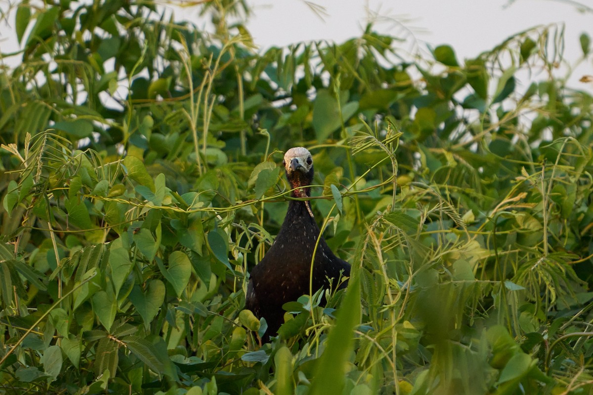 Red-throated Piping-Guan - ML623865806