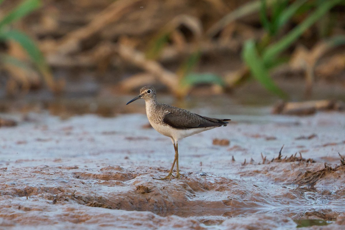 Solitary Sandpiper - Hunter Book