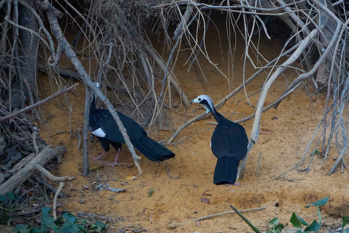 White-throated Piping-Guan - ML623865826