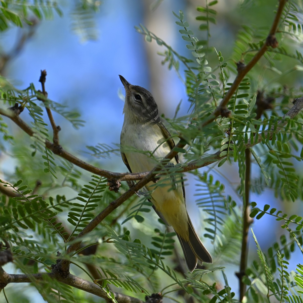 Warbling Vireo (Western) - ML623865869