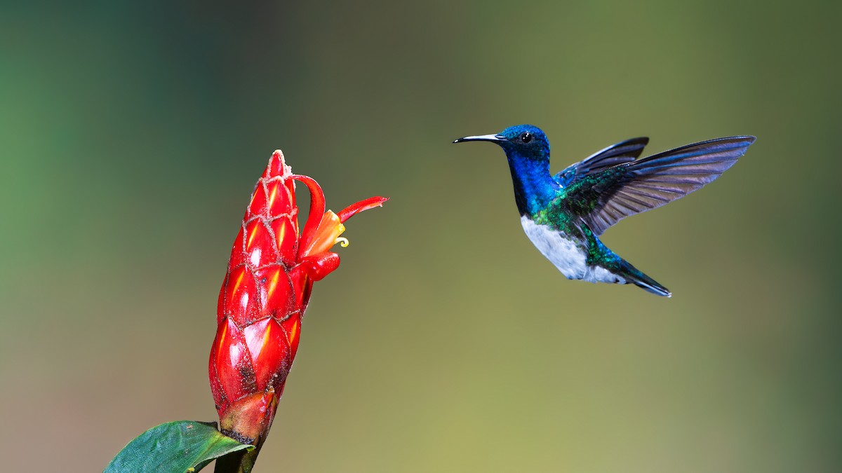 White-necked Jacobin - ML623865956