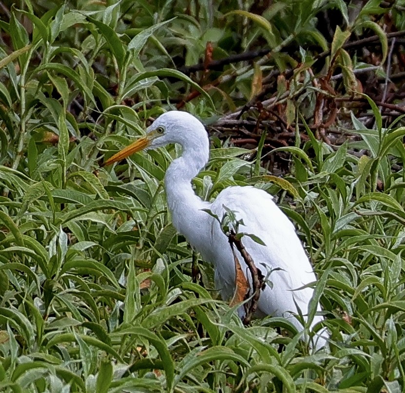 Plumed Egret - Norm Clayton