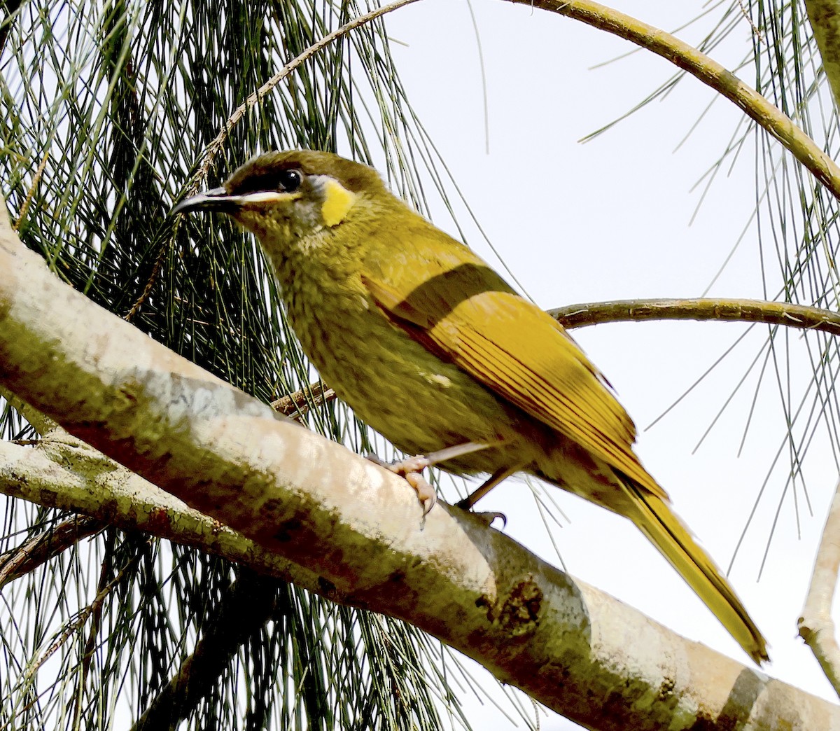 Lewin's Honeyeater - ML623866007