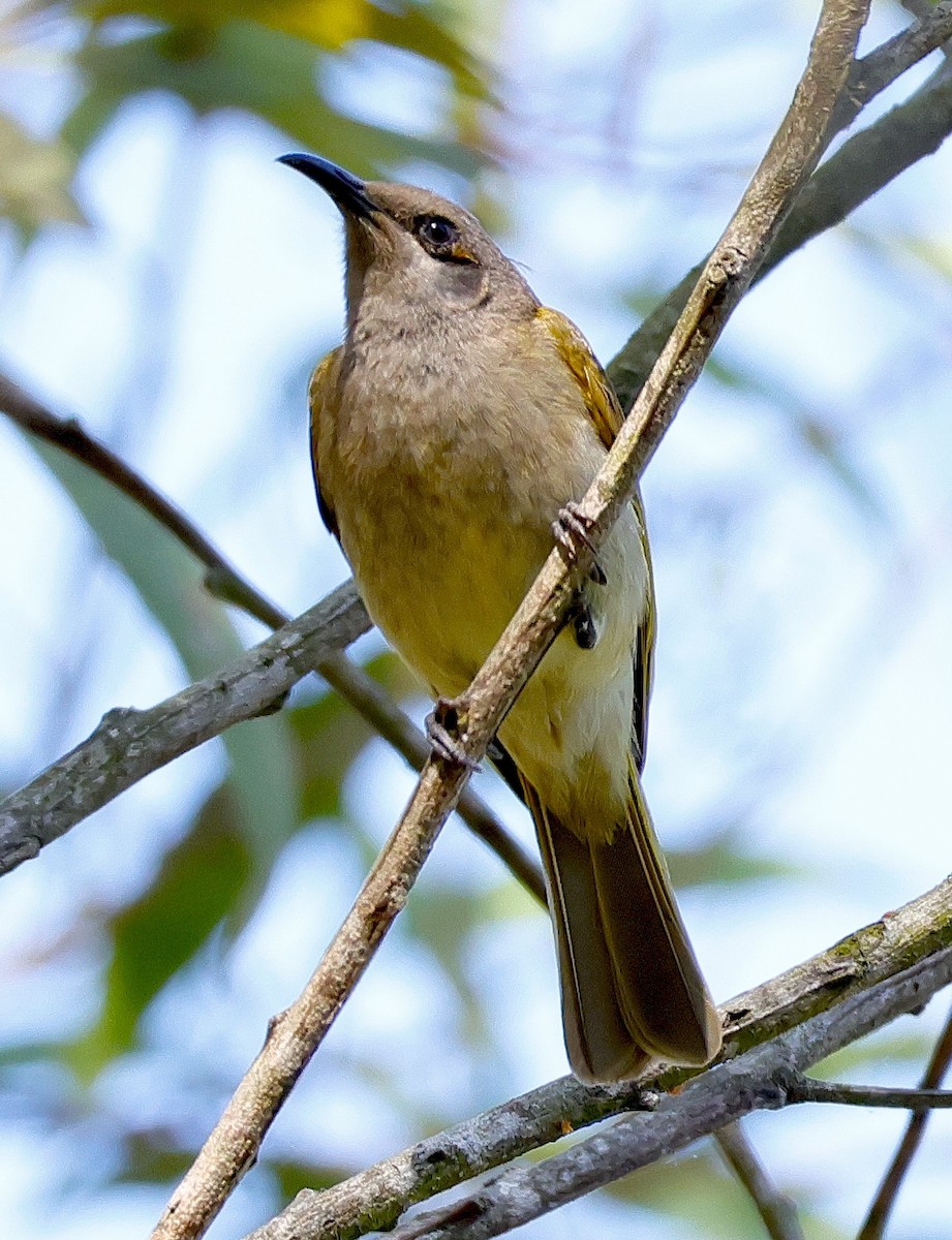 Brown Honeyeater - Norm Clayton