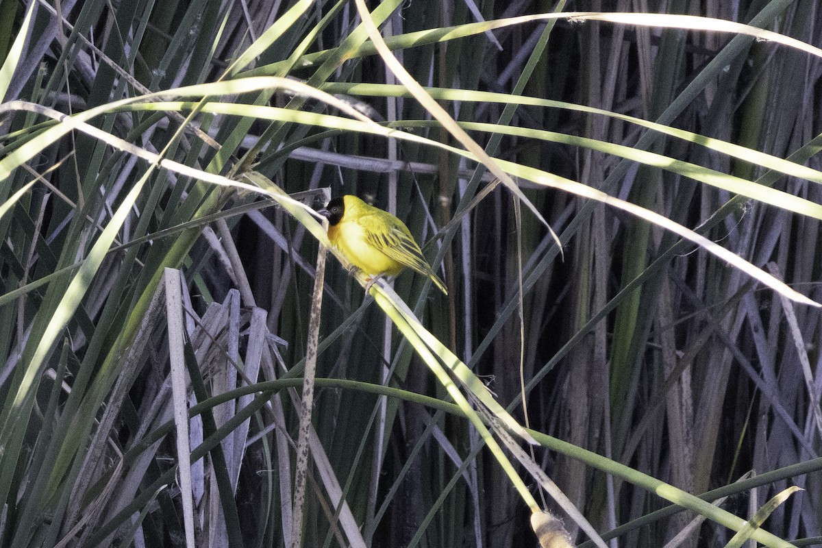 Black-headed Weaver - ML623866035