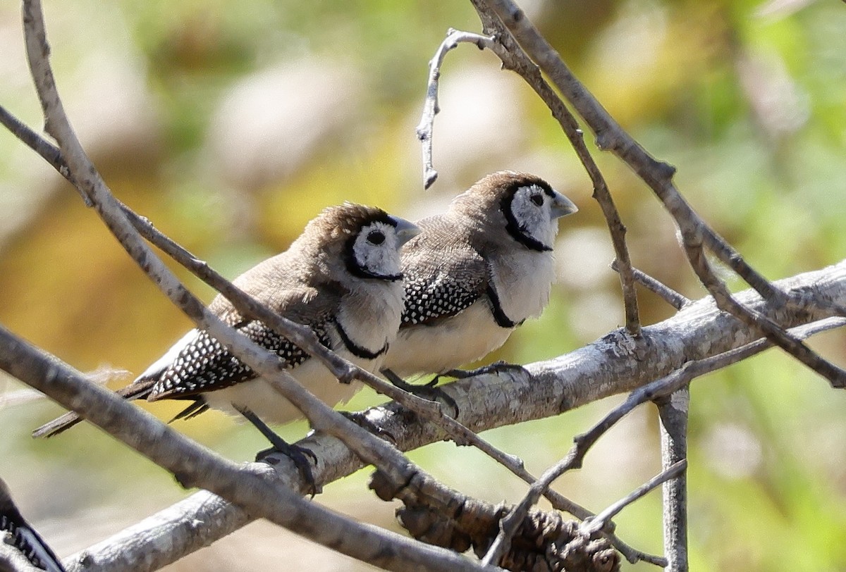 Double-barred Finch - ML623866071