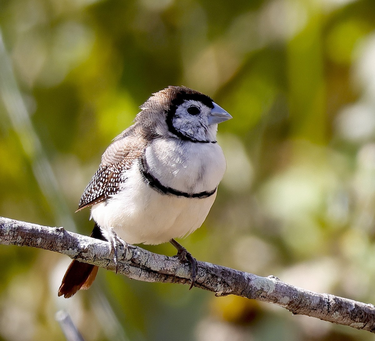 Double-barred Finch - Norm Clayton