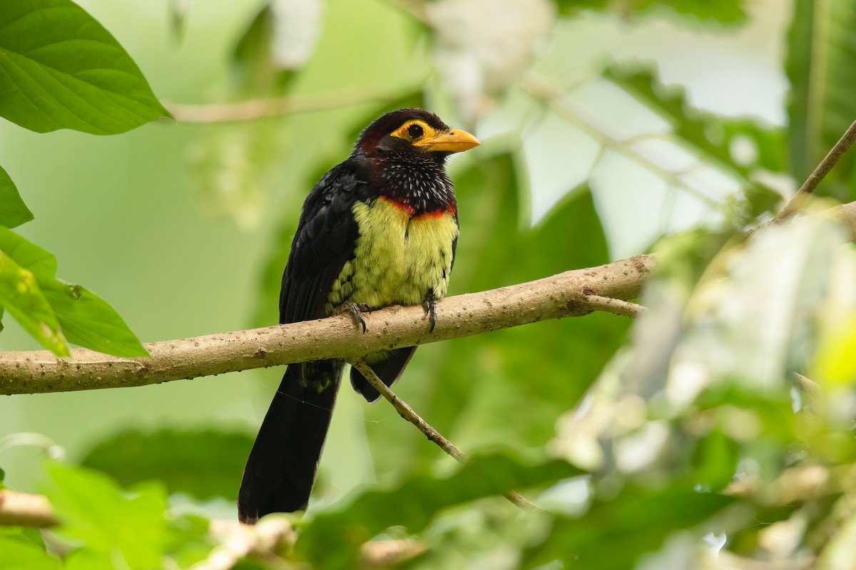 Yellow-billed Barbet - ML623866184