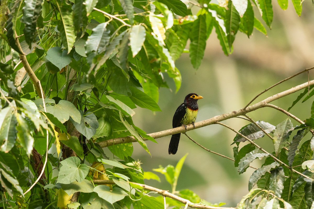 Yellow-billed Barbet - ML623866185