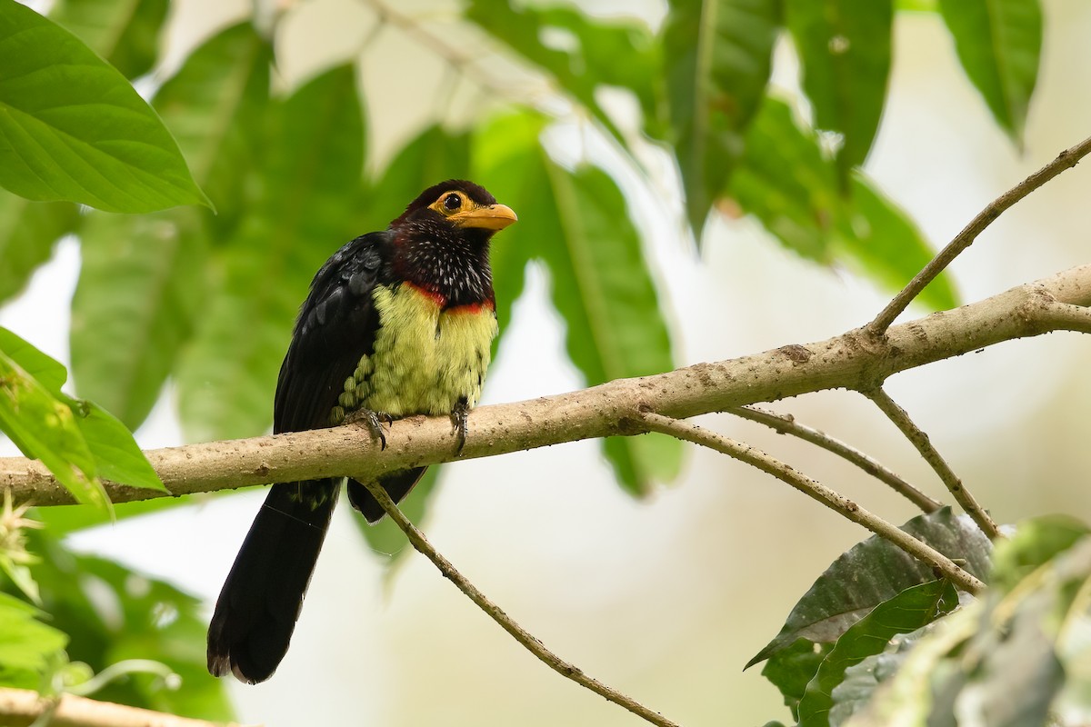 Yellow-billed Barbet - ML623866186