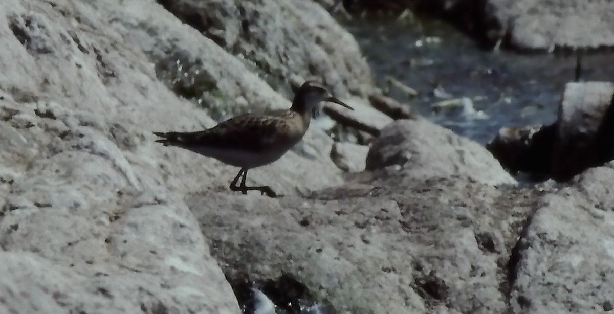 Ruff - Farallon Island