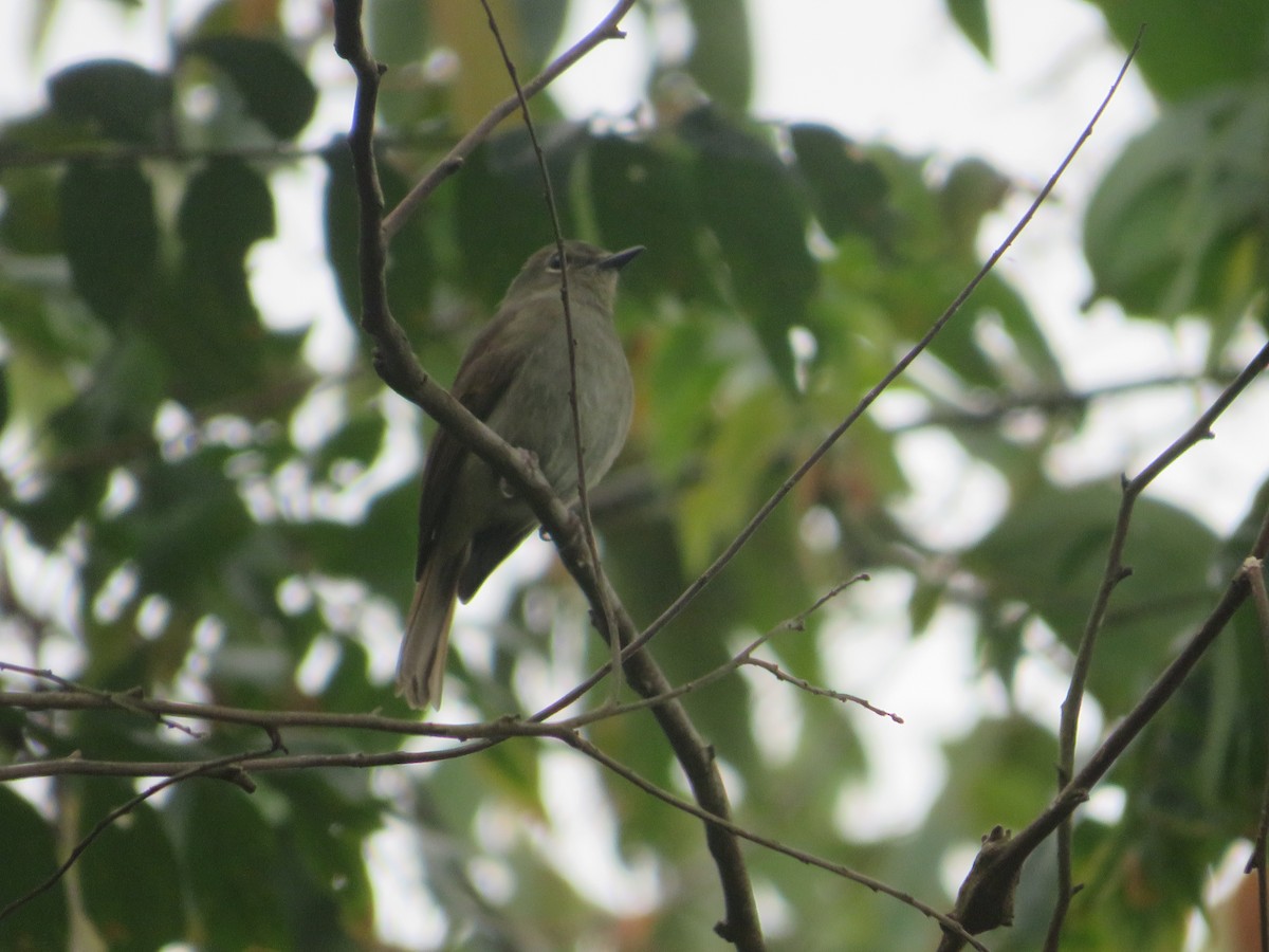 Pale Blue Flycatcher - Ragupathy Kannan