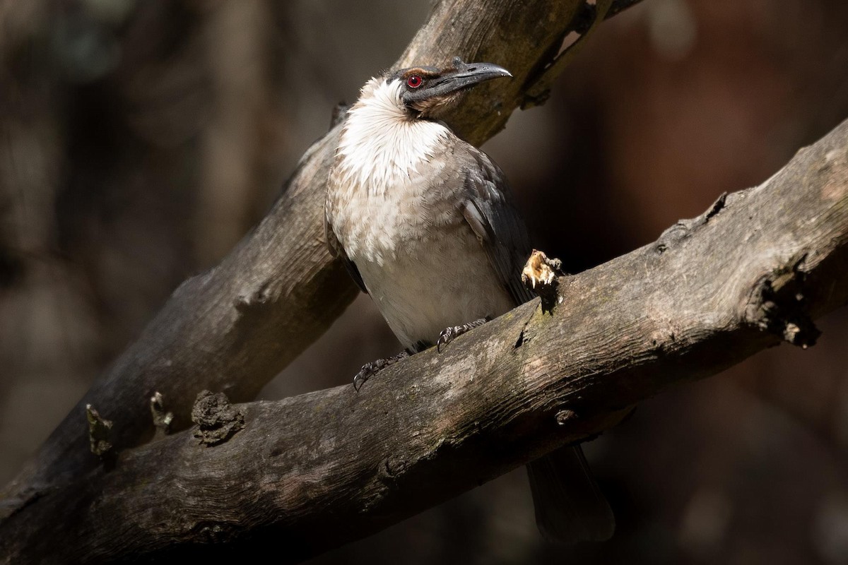 Noisy Friarbird - ML623866209